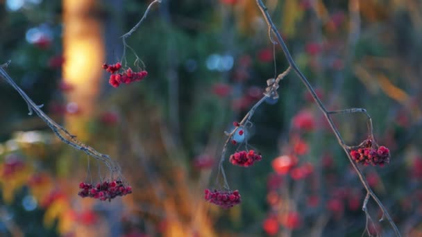 Ягоды роуэн на дереве в зимнем лесу во время заката — стоковое видео