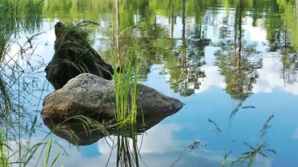 Piedra en el agua cerca de la orilla del lago — Vídeos de Stock