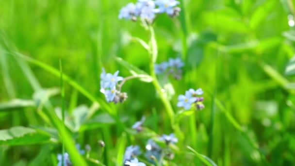 Piękny niebieski Niezapominajka kwiaty w dziedzinie — Wideo stockowe