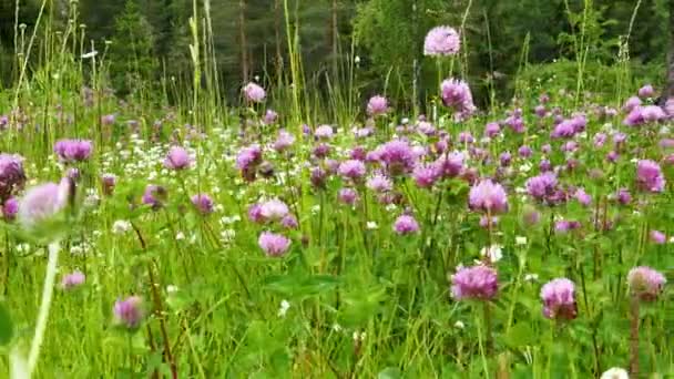 Fält av blommor för klöver — Stockvideo