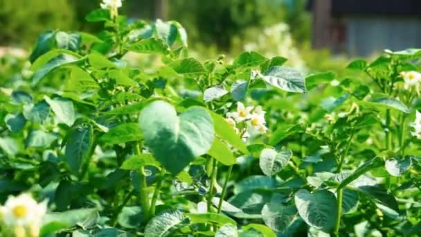 Potatis blastkross toppar med vita blommor — Stockvideo