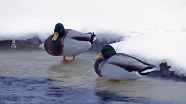 Çift ördek avcılık orman nehir — Stok video
