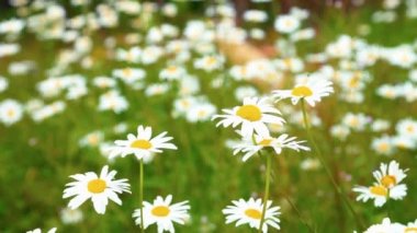 Güneşli gün yakın alanda çiçek