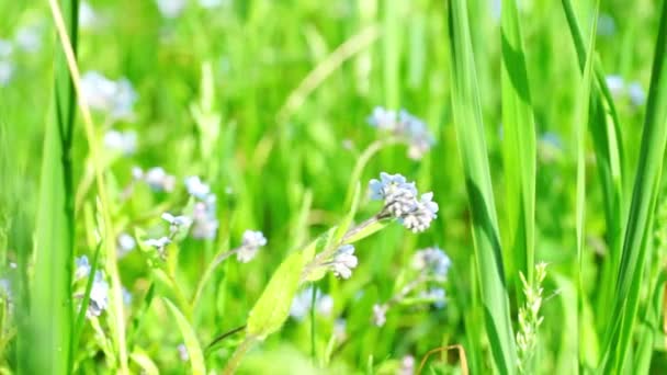 Vacker blå förgätmigej blommor på fältet — Stockvideo