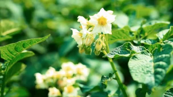 Zbierania ziemniaków buraków szczyty z białych kwiatów — Wideo stockowe