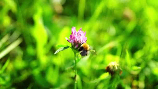 Humlor som pollinerar klöver blommor — Stockvideo