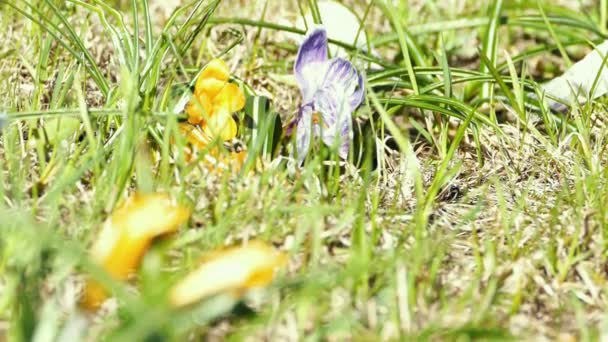 Primeiras flores de crocodilo na primavera — Vídeo de Stock