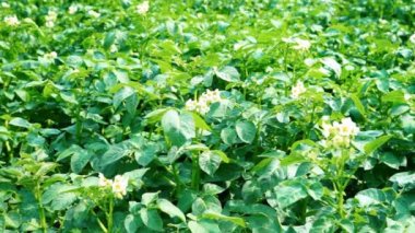 Patates Haulm beyaz çiçeklerle en fazla