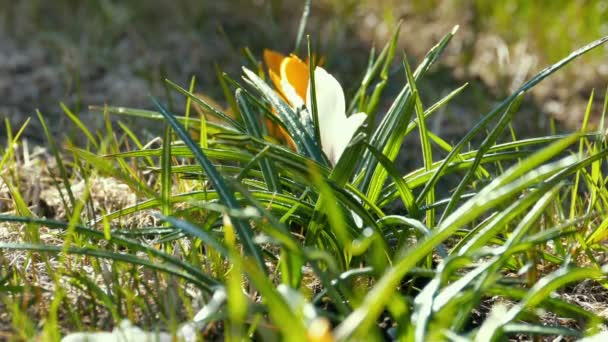 Первые цветки крокуса весной — стоковое видео