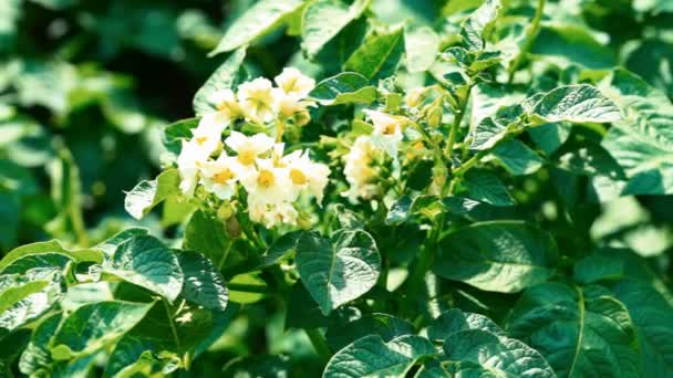 Aardappel loofklappers topjes met witte bloemen — Stockvideo