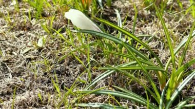 Baharın ilk Crocus Çiçekleri