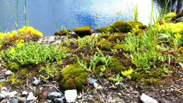 Mossa och blommor på sjöstranden — Stockvideo