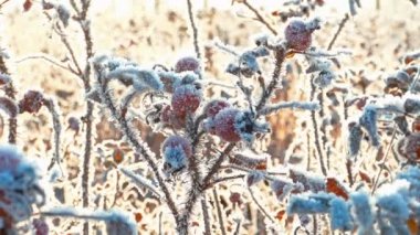 Briar çilek Hoarfrost soğuk gün ile