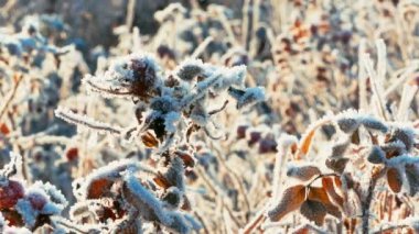 Briar çilek Hoarfrost soğuk gün ile