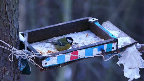 Great Tit Bird (Parus major) Comiendo del comedero en el bosque de invierno — Vídeo de stock