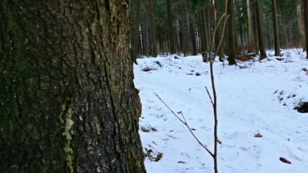 Еловые деревья в зимнем лесу, снято с помощью слайдера — стоковое видео