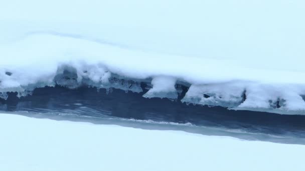 Icy Forest River in a Cold Day — Stock Video