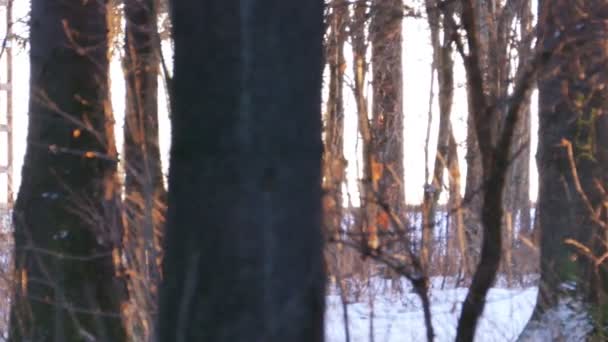 Женщина ходит по зимнему лесу в солнечный день — стоковое видео