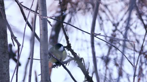 Great Tit Bird (Parus major) Sitting on Tree Branch in Winter Forest — Stock Video