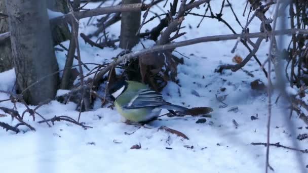 Grand Oiseau musqué (Parus major) Manger dans la forêt d'hiver — Video