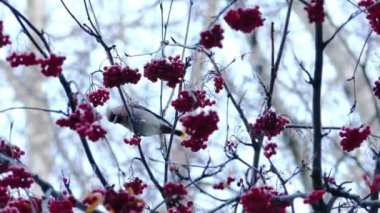 Ağacından üvez meyveleri yemekten bohem İpekkuyruk (Bombycilla Garrulus) kuşlar