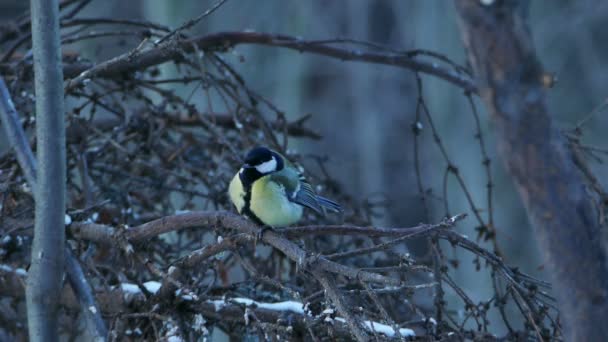 Great Tit Bird (Parus major) Sitting on Tree Branch in Winter Forest — Stockvideo