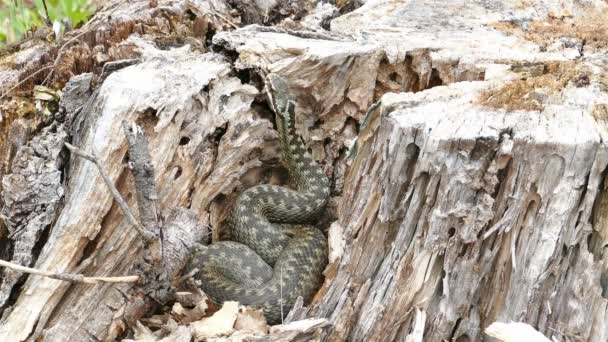 Укус отруйної змії гадюка (Vipera Berus) у сухому пень — стокове відео