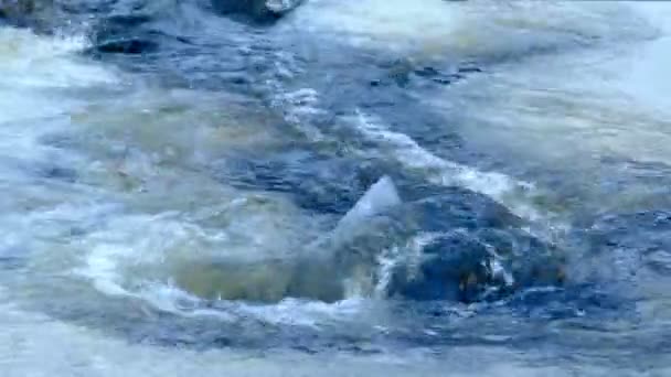 Iskalla skogen floden i en kall dag — Stockvideo