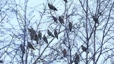 Huş ağacı kış günü içinde oturan bohem İpekkuyruk (Bombycilla Garrulus) kuşlar