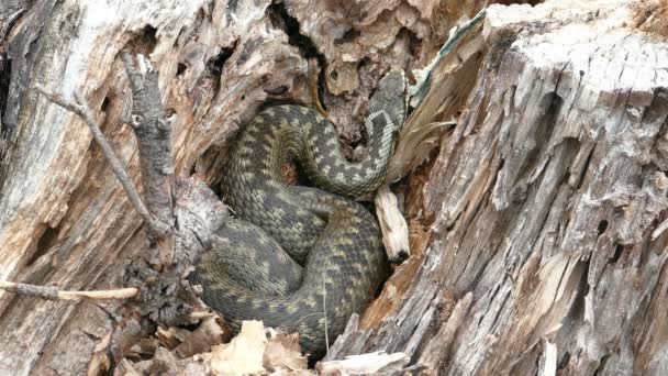 Viper (vipera berus) giftige Schlange in einem trockenen Stumpf — Stockvideo