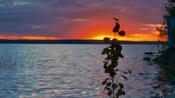 Puesta de sol brillante en la orilla del lago, enfoque en la rama del árbol — Vídeo de stock