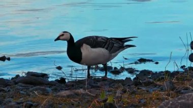 Vahşi kaz Gölü kıyısında