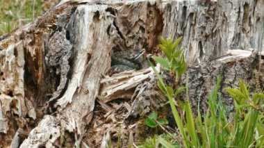 Güdük Viper (Vipera Berus) zehirli yılan