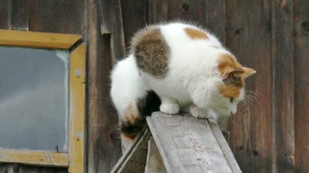 Gatto sul portico della casa — Video Stock