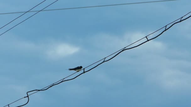 Avaler Oiseau volant lentement 