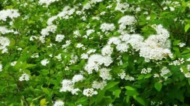 Beyaz alıç çiçek yeşil Bush