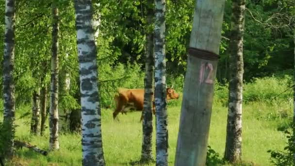 Czerwona krowa spaceru w lesie — Wideo stockowe