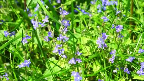 Schöne kleine violette Blüten — Stockvideo