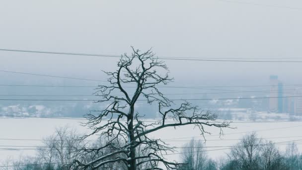 Дерева при сильним снігопадом і міської забудови на тлі — стокове відео