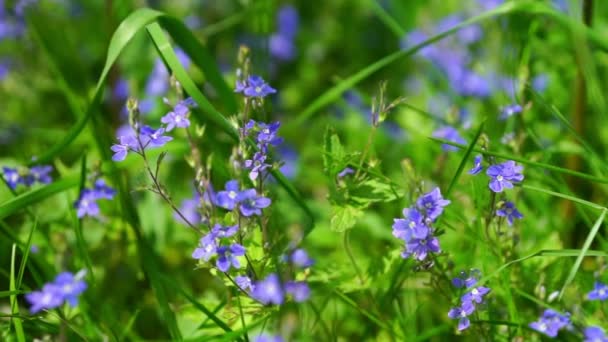 Hermosas flores violetas pequeñas — Vídeos de Stock