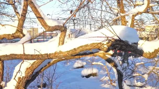 Árvore torta sem folhas em um dia ensolarado de inverno, Slider Shot — Vídeo de Stock