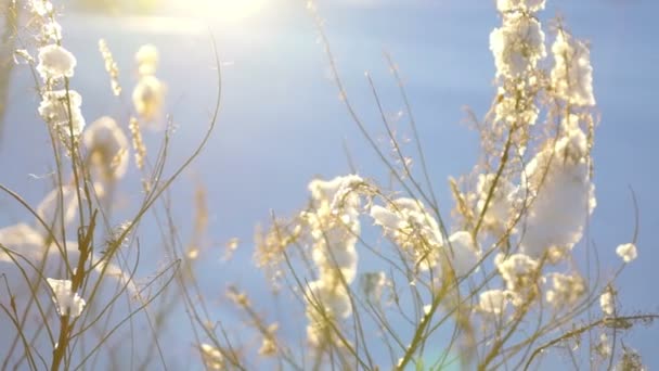 Sunset view of field with dry grass — Stock Video