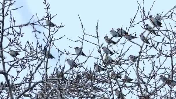 Cera Boêmia (Bombycilla Garrulus) Pássaros sentados na bétula no dia de inverno — Vídeo de Stock