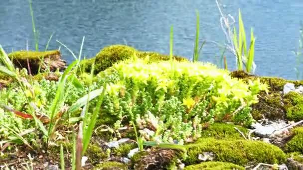 mousse et fleurs au bord du lac 