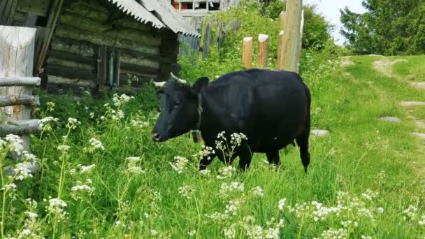 Vaca en la aldea rusa de Karelian — Vídeos de Stock