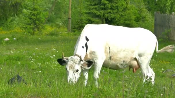 Vaca en la aldea rusa de Karelian — Vídeos de Stock