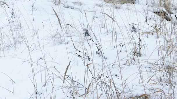 Hierba seca bajo la nieve, Slider Shot — Vídeos de Stock