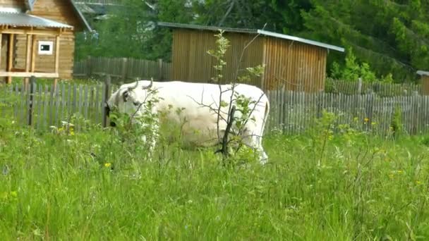 Mucca nel villaggio della Carelia russa — Video Stock