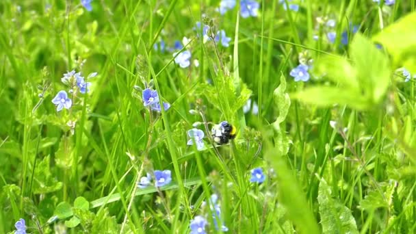 Bumble-bee Volando entre las flores lentamente — Vídeo de stock