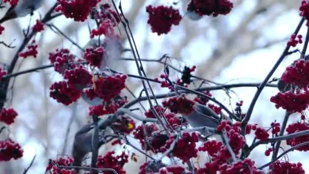 Csonttollú (Bombycilla Garrulus) madarak Rowan bogyókat eszik a fáról — Stock videók